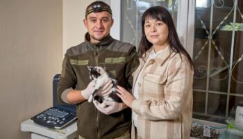 Робота для тих, хто рятує пухнастих друзів: Кіровоградщина шукає ветеринарів!