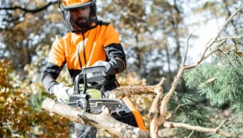 Вакансія лісоруба із зарплатою 30 000 грн: офіційне працевлаштування, соцпакет та безкоштовне проживання